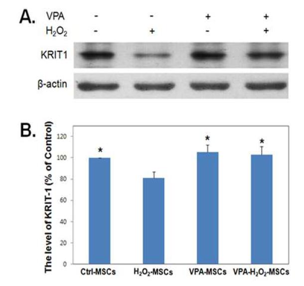 Up-regulation of KRIT1 in VPA-treated BM-MSCs