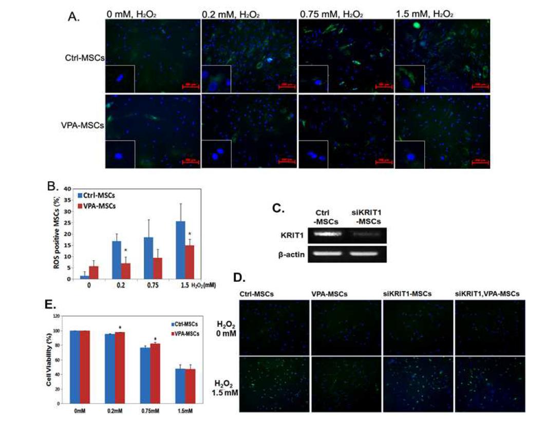 VPA treatment decreases the intracellular ROS level in BM-MSCs