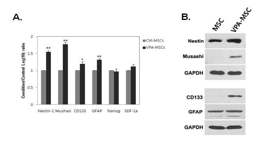 Neuronal progenitor marker genes were induced in VPA-treated hBM-MSCs.