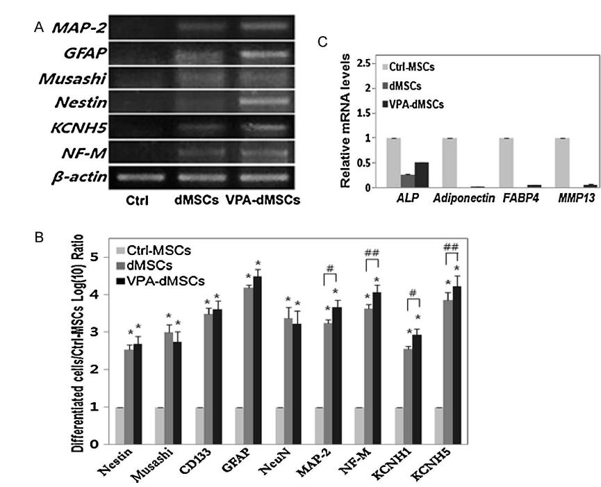 Diverse neuronal markers were increased in VPA-dMSCs