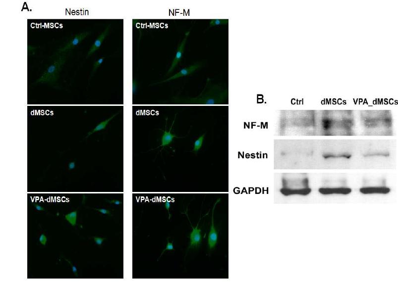 Up-regulation of neuronal proteins in VPA-dMSCs.