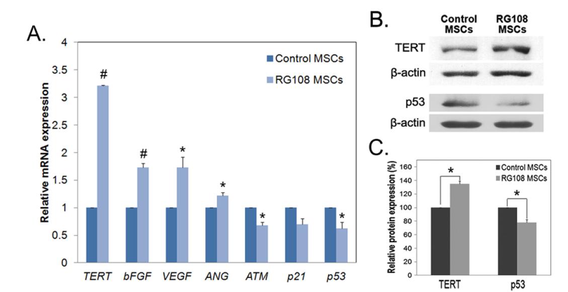 Transcripts of the senescence-related factors were shifted in RG108-treated human bone marrow mesenchymal stromal cells (MSCs).