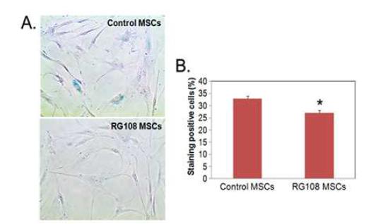 RG108 prevents cellular senescence in human bone marrow mesenchymal stromal cells