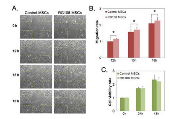 RG108 improves the cellular migration of human bone marrow mesenchymal stromal cells