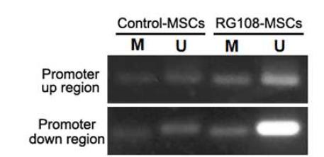 RG108 induces demethylation at the TERT promoter region in human bone marrow mesenchymal stromal cells