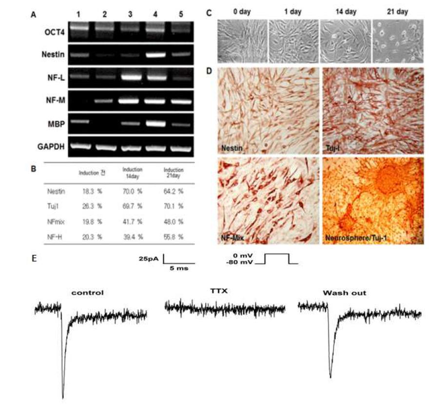 인간지방줄기세포의 신경세포 분화 유도 및 whole- cell patch clamp 분석.