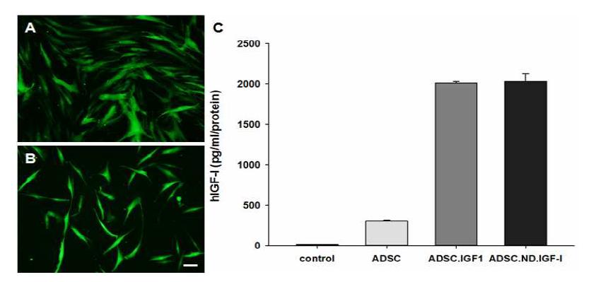 IGF- I 탑재 인간지방줄기세포 및 인간지방줄기세포 유래-신경 분화 세포내에서의 human IGF- I 발현 분석