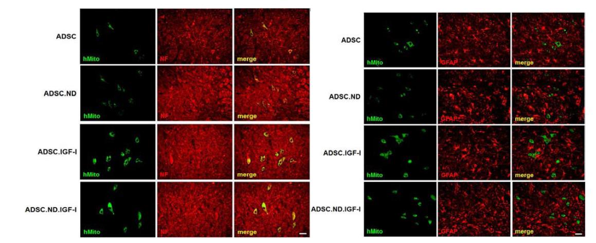 척수내에 이식한 인간지방줄기세포 분화 분석. 인간지방줄기세포 마커 (human mitochondria antibody), 신경세포 마커 (NF mix (NF); NF- L, NF- M, NF- H), 성상세포 마커 (GFAP)