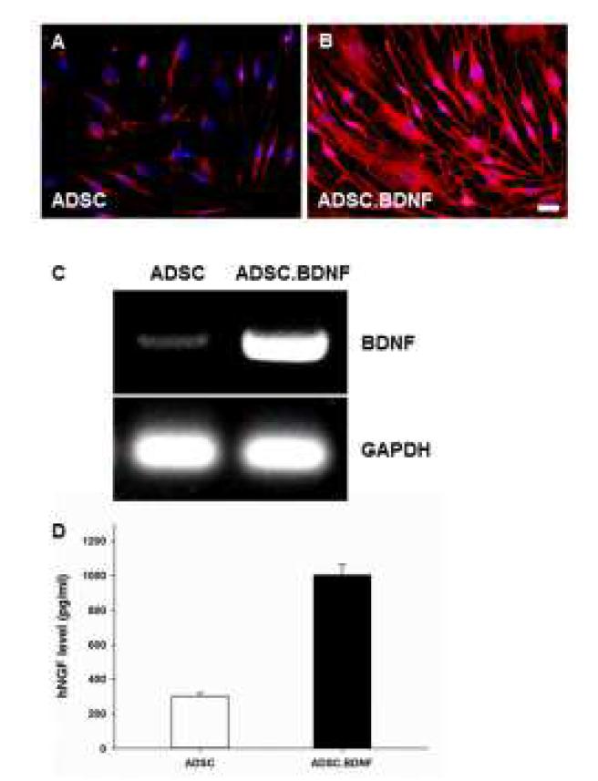 ADSC- BDNF에서 BDNF 발현 검증.