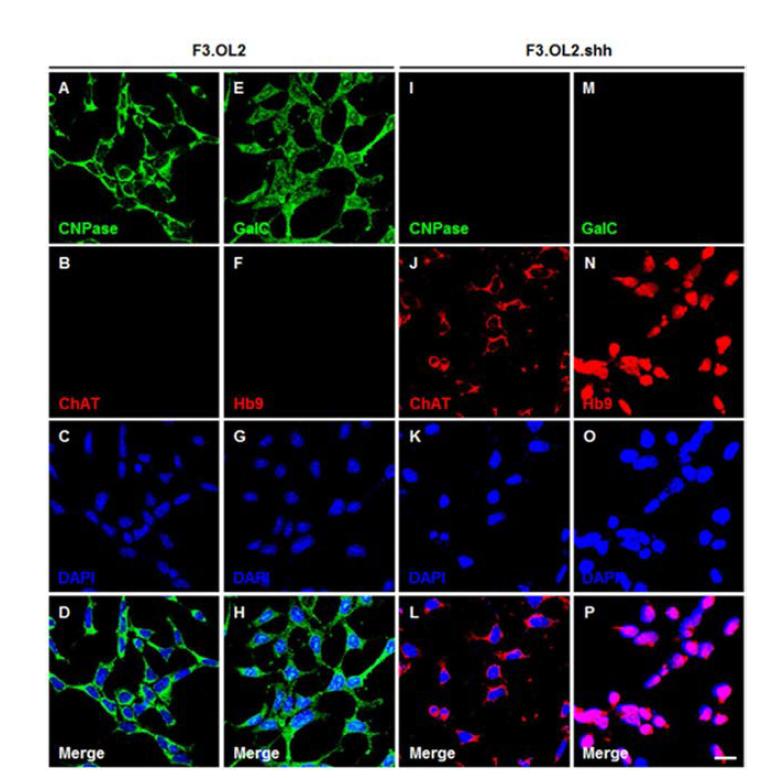 F3.OL2와 F3.OL2.Shh에서 oligodendrocyte와 운동신경 marker 발현.