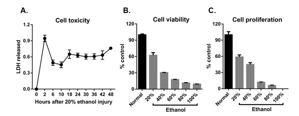 배양 인간 각막상피세포에 20%~ 100% ethanol 을 처치한 후 MTT assay를 통해 세포의 생존을 확인하고 BrdU uptake assay를 통해 세포의 증식을 측정하였을 때, ethanol 에 의해 각막상피세포의 생존과 증식이 감소하였음.