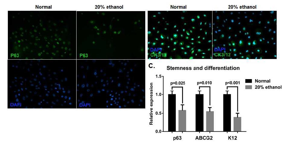 ethanol 에 의해 각막상피세포의 stemness 와 분화가 감소하였음.