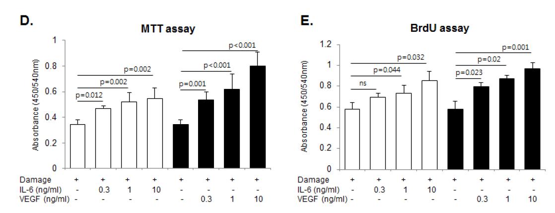 20% ethanol 에 의해 손상된 각막상피세포에 IL- 6 와 VEGF를 직접 투여하였을 때 세포의 생존과 증식이 증가하였음