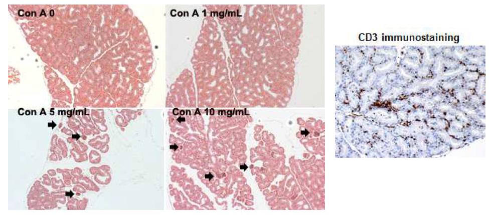 Concanavalin A 10 mg/mL 를 mouse 의 눈물샘내 주사하였을 때 눈물샘 내에 염증 세포(화살표) 의 침착이 증가하였음. 하지만, 1 mg/mL 주사군에서는 염증 세포가 관찰되지 않았음