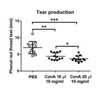 Concanavalin A 10 mg/mL 를 주사하였을 때 전체 눈물양이 유의하게 감소하였음. 눈물양의 감소는 주사한 Concanavalin A에 volume- dependent 하였음.