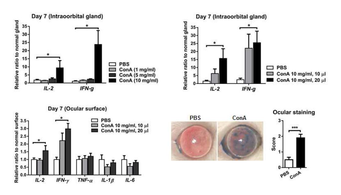 Concanavalin A 10 mg/mL 를 주사하였을 때 안구표면의 IL- 2 와 IFN- γ 의 발현이 유의하게 증가하였고, 안구표면의 상피결손이 유의하게 증가하였음.