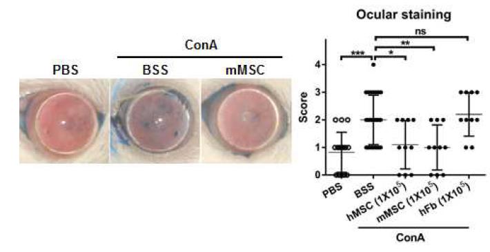Concanavalin A 를 눈물샘내 주사한 후 인간 혹은 마우스 골수유래 중간엽 줄기세포를 주입하였을 때 안구표면의 상피결손 정도는 유의하게 감소하였지만, 인간 섬유아세포는 증가시켰음