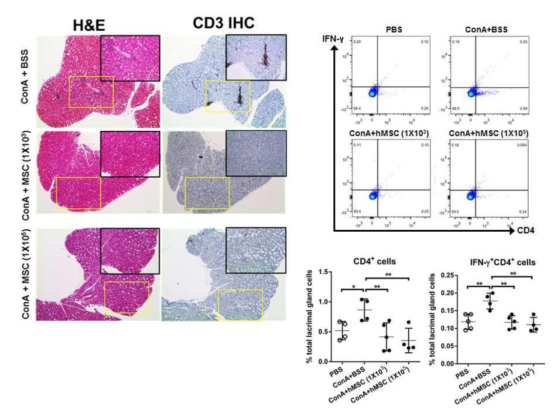 Concanavalin A 를 눈물샘내 주사한 후 인간 골수유래 중간엽 줄기세포를 주입하였을 때 눈물샘내 CD3 T 세포와 Interferon gamma- expressing CD4 T 세포의 침착이 유의하게 감소하였음