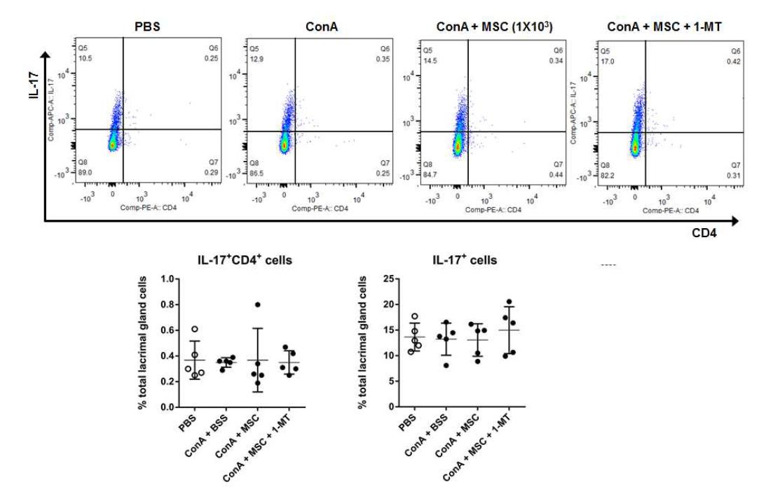 눈물샘내 Th17 세포는 중간엽 줄기세포에 의해 변화없었음