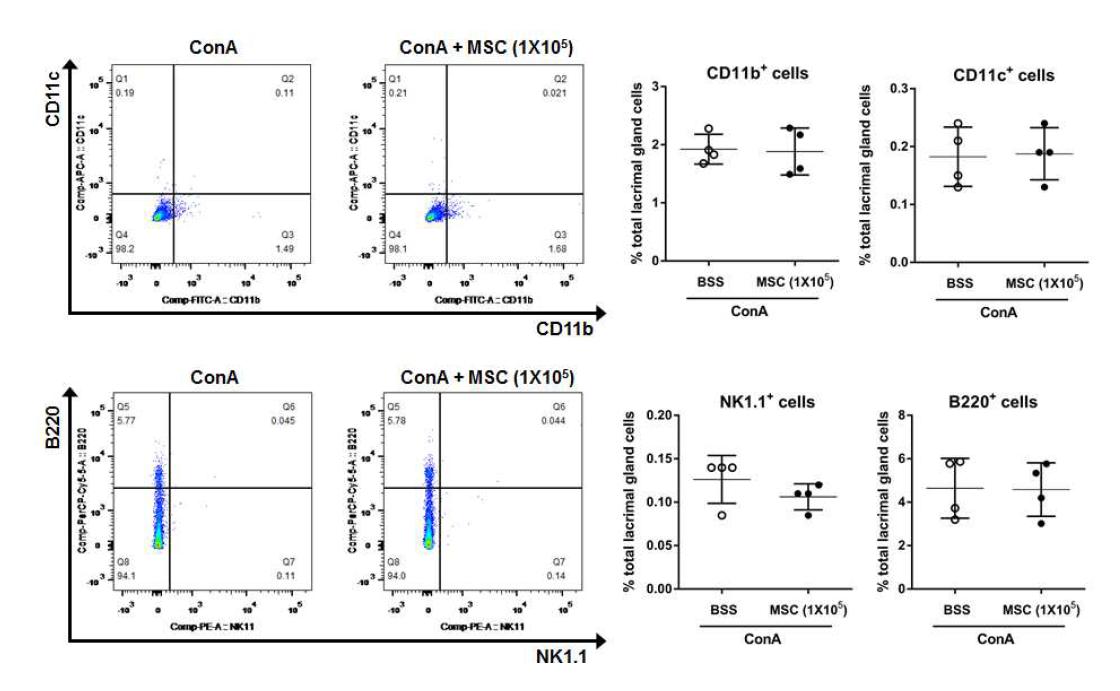 눈물샘내 CD11b, CD11c- expressing myeloid cell, NK cell, B 세포는 중간엽 줄기세포에 의해 변화없었음