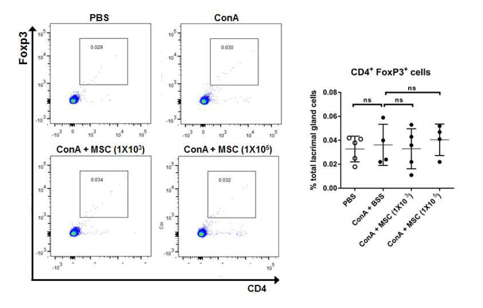 눈물샘내 Foxp3 expressing regulatory CD4 T 세포는 중간엽 줄기세포에 의해 변화없었음.