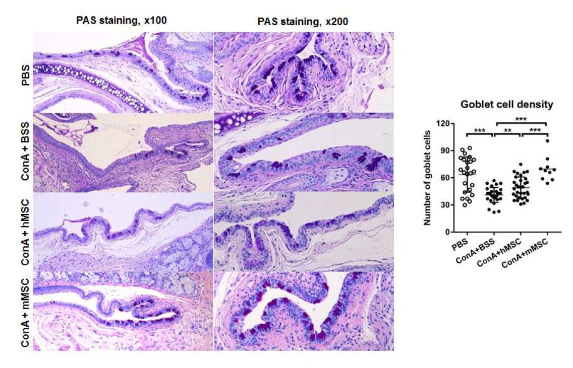 Concanavalin A 를 눈물샘에 주사하여 염증성 건성안을 유발하였을 때 안구표면의 goblet 세포의 수가 유의하게 감소하였지만, 인간 혹은 마우스 골수유래 중간엽 줄기세포에 의해 안구표면의 goblet 세포의 수가 유의하게 증가하였음.