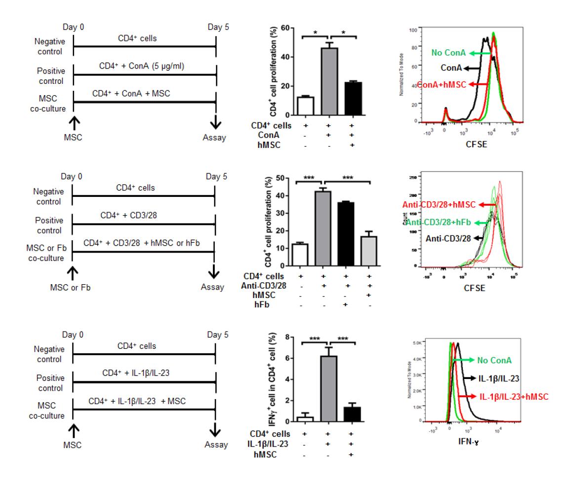 마우스 CD4 세포를 혈액내에서 분리하여 Concanavalin A 에 의해 증식과 분화를 유도한 후 인간 골수유래 중간엽 줄기세포 혹은 인간 섬유아세포와 공동배양하였을 때 CD4 세포의 증식과 Th1 세포로의 분화 정도가 유의하게 감소하였음