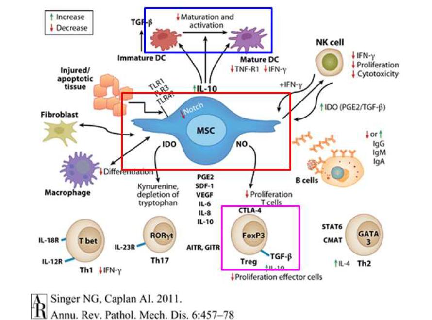 MSC의 면역조절능에 연관된 요인들