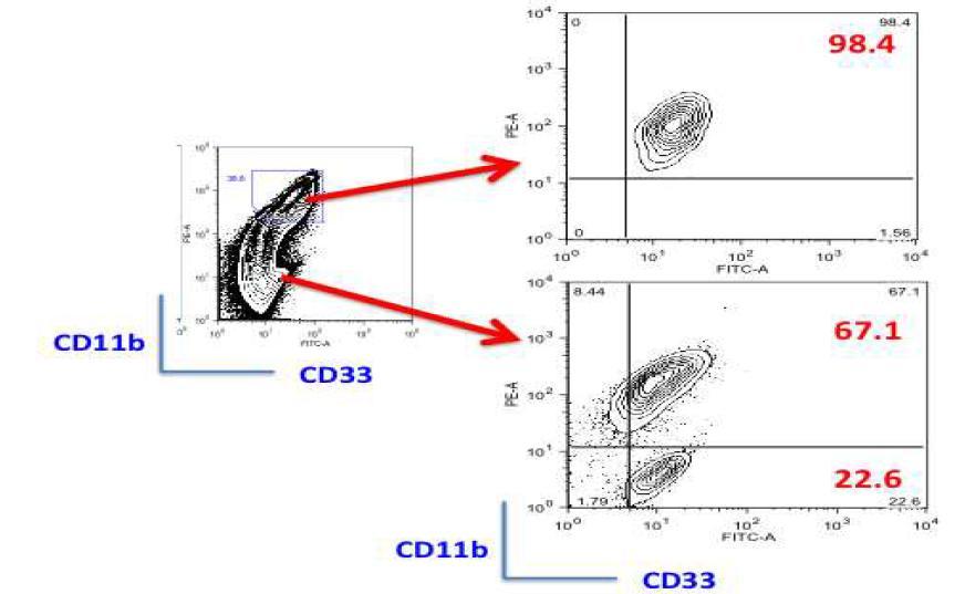 CD11b+CD33+와 CD11b-CD33-의 세포들을 FACS Aria를 이용하여 분리한 후에 일주일 동안 SCF (50 ng/ml), GM-CSF (100 ng/ml)로 배양