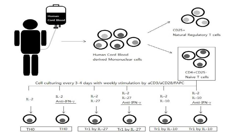 위의 모식도처럼 인간 제대혈에서 분리한 MNC로부터 CD25+ nTreg과 CD4+CD25- naive T 세포를 sorting함. 모든 세포는 일주일마다 aCD3/aCD28/FAPC로 자극을 주었고, 3-4일마다 제시된 방법대로 culture함