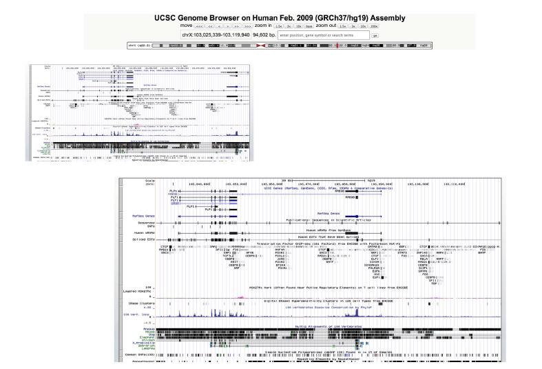 human genome에서 oligodendrocytes 마커인 MBP와 PLP1의 promoter site 분석