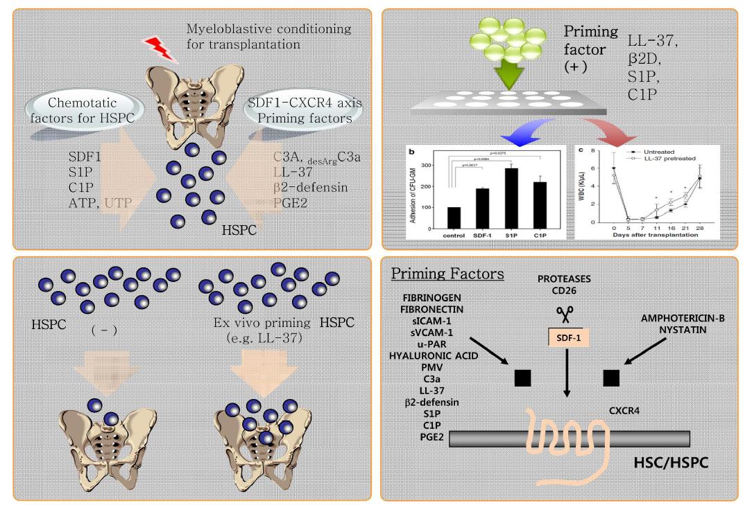 줄기세포 priming에 의한 조혈모줄기세포 이동/생착 증진