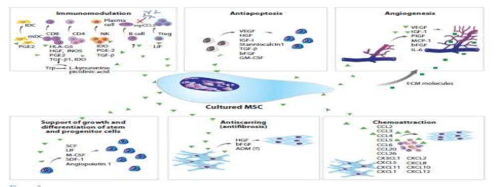 성체줄기세포의 paracrine 효과