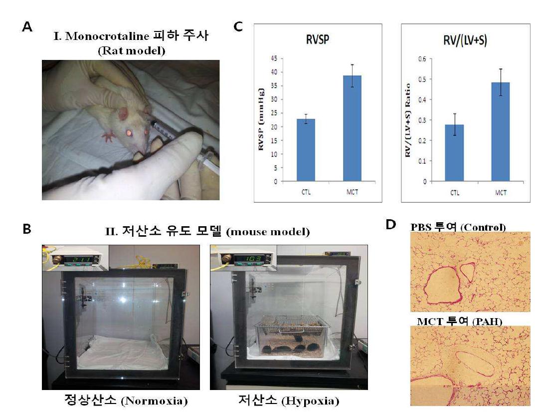 다양한 폐동맥고혈압 동물모델 확립