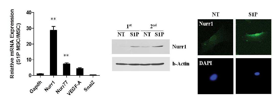 UCB-MSC S1P priming을 통한 Nurr1 발현량 증가