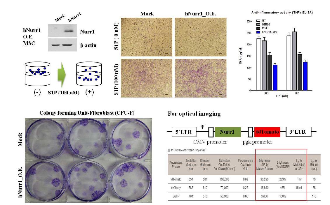 Nurr1 과발현을 통한 UCB-MSC 줄기세포 특성 변화