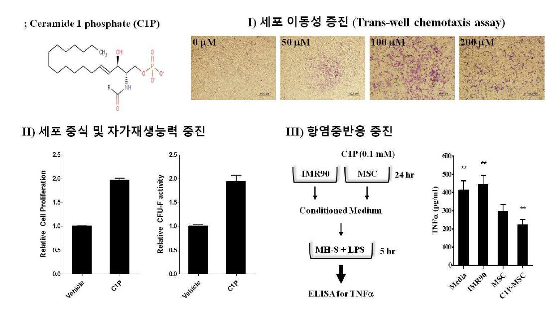 세포 배양 모델을 통한 C1P primed UCB-MSC 줄기세포 특성 연구