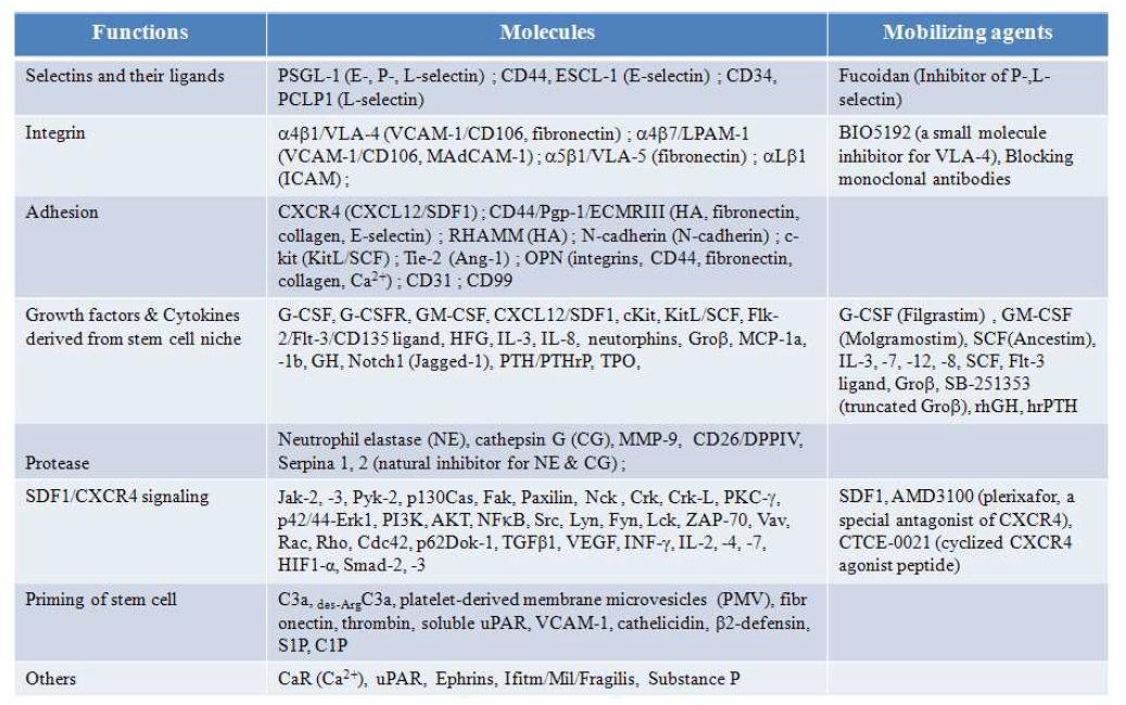 줄기세포 trafficking 관련 인자
