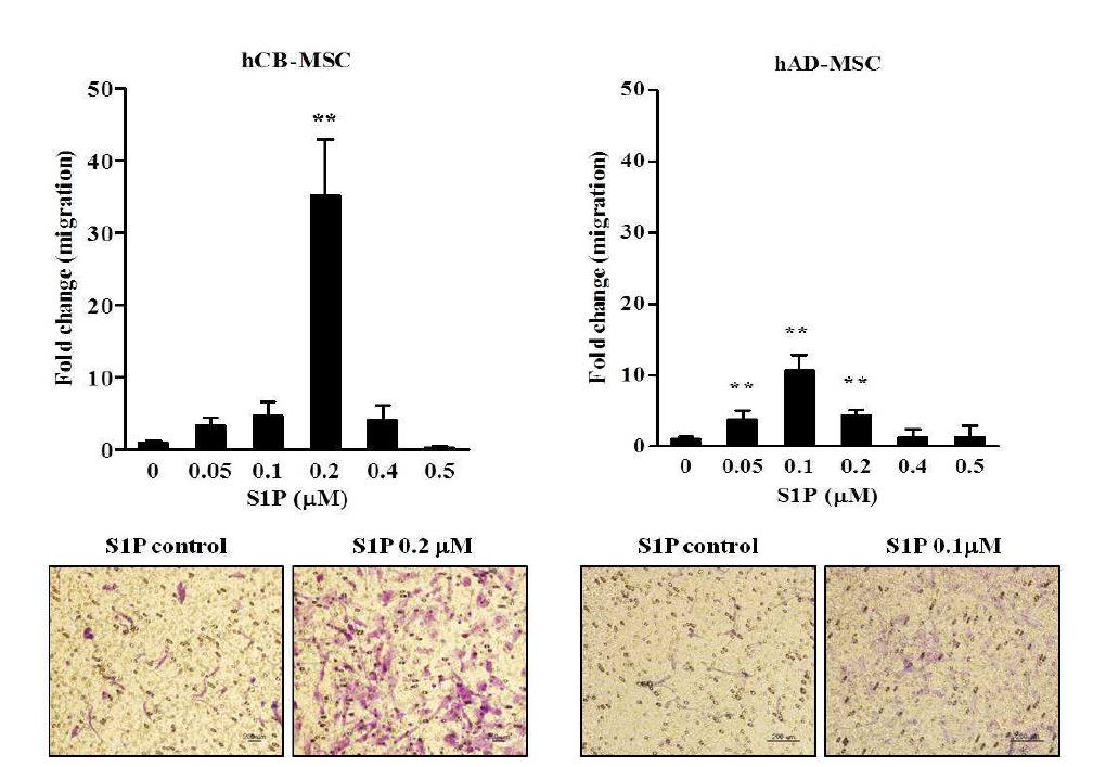 S1P priming을 통한 MSC 세포 이동성 증진