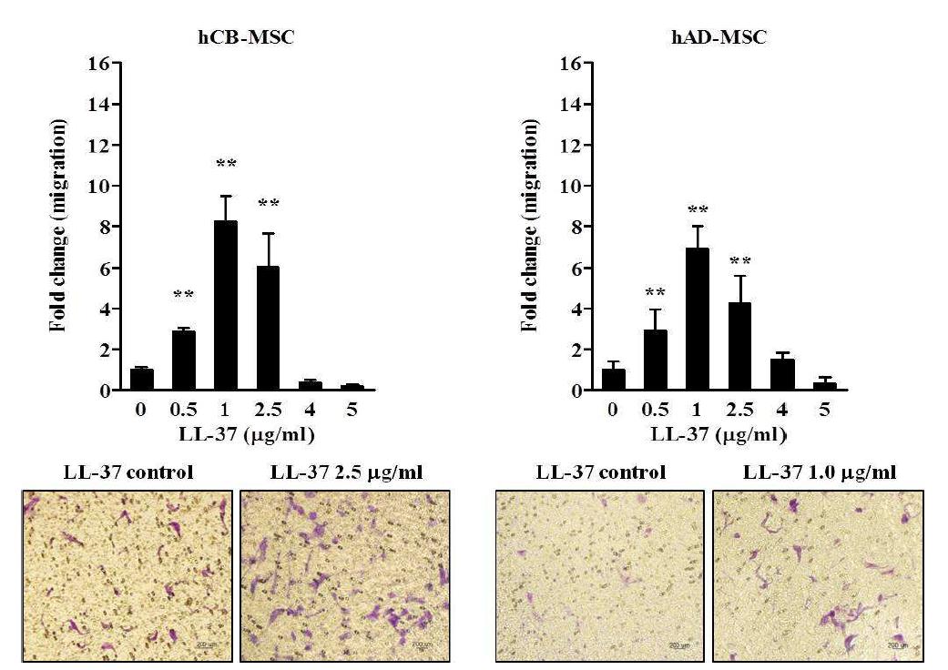 LL-37 priming을 통한 MSC 세포 이동성 증진