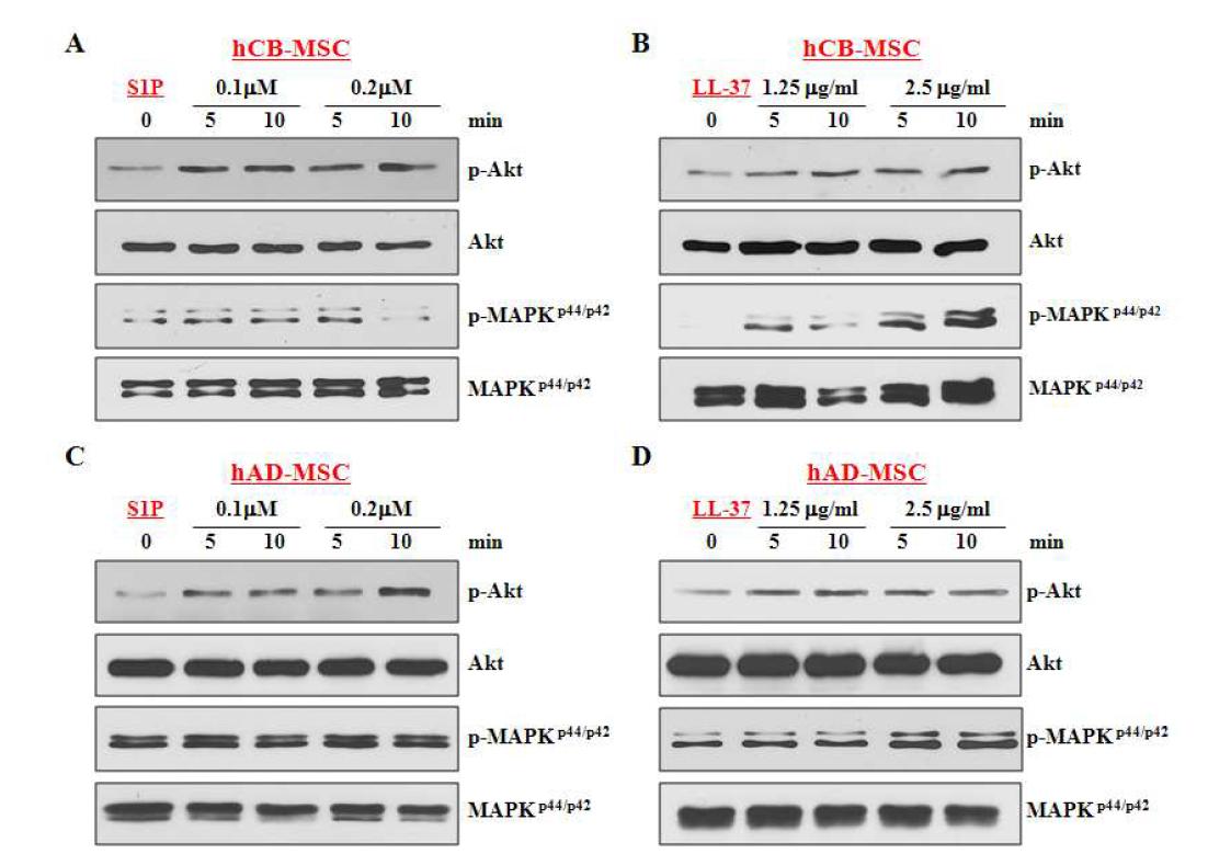 S1P or LL-37 primed MSC에서 MAPK와 PI3K-AKT 신호전달 활성화