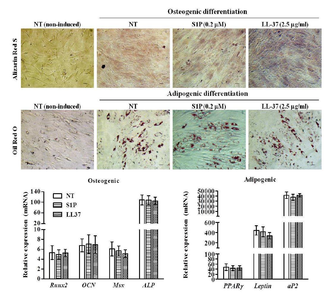 S1P or LL-37 primed UCB-MSC의 분화 능력 평가