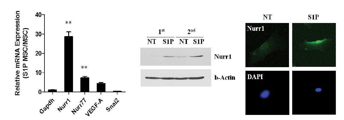 UCB-MSC S1P priming을 통한 Nurr1 발현량 증가