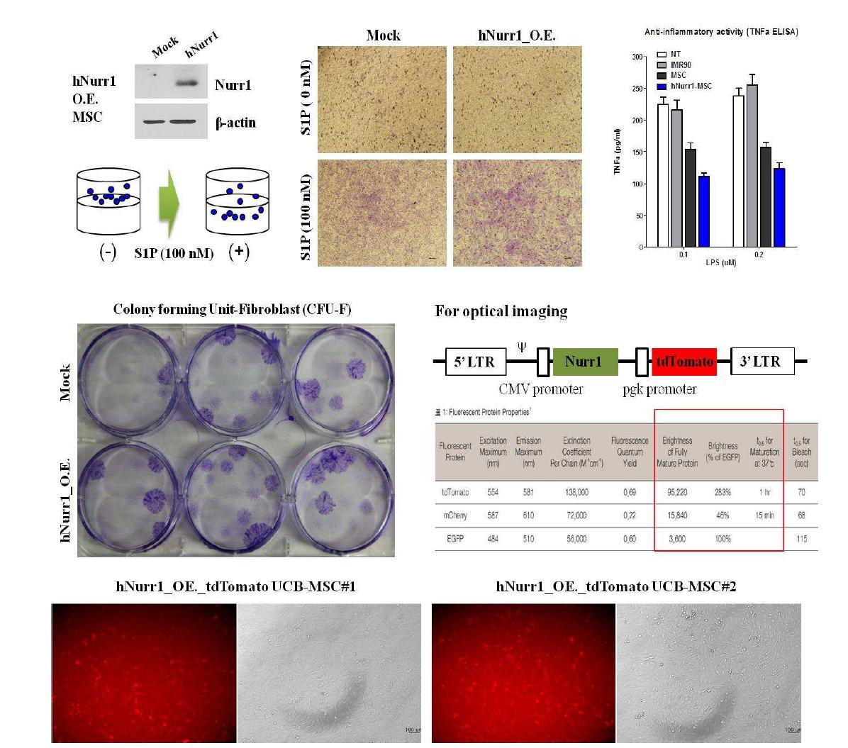 Nurr1 과발현 UCB-MSC 세포주 특성 분석