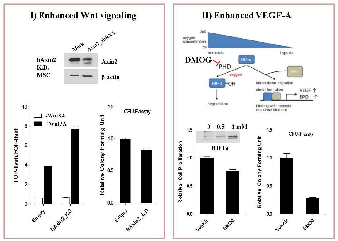Wnt 신호 전달 및 VEGF-A 발현 증진 UCB-MSC 특성 연구