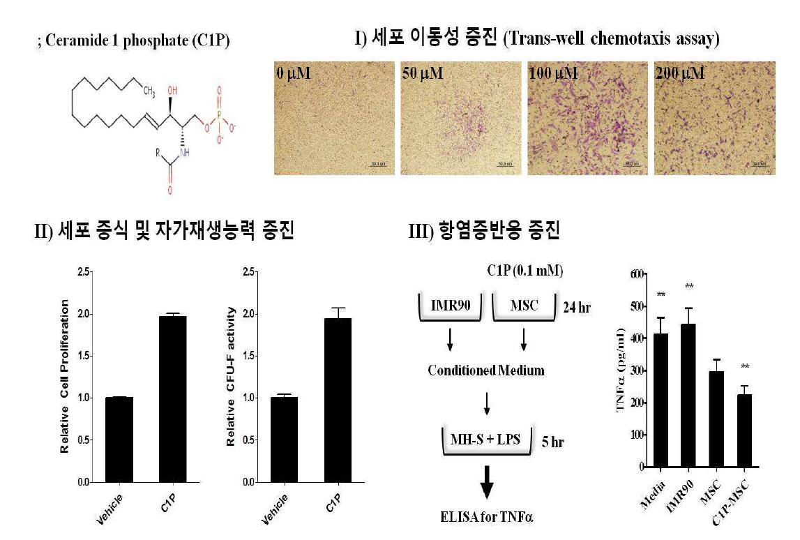 세포 배양 모델에서 C1P 전처리를 통한 UCB-MSC priming 효능 평가