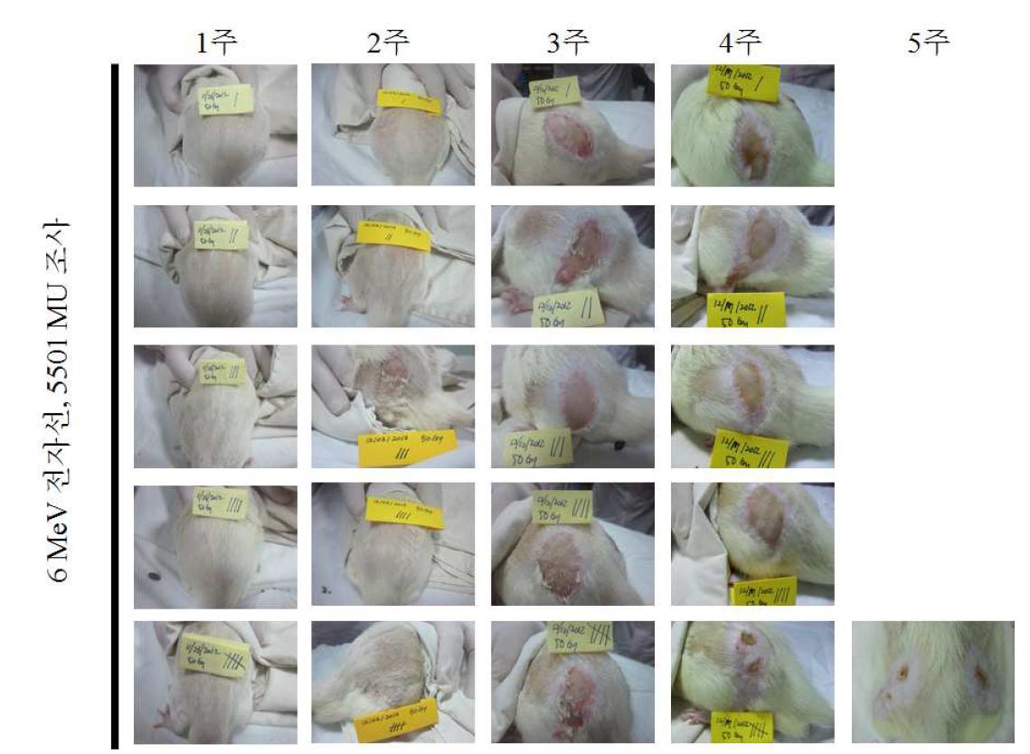 랫드 양측 둔부의 방사선조사 후 시간에 따른 피부 병변 변화