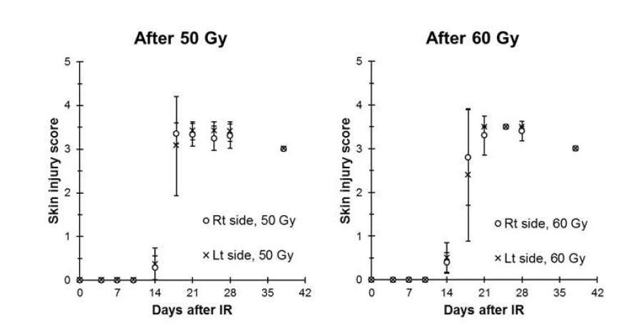 랫드의 방사선 피부손상모델에서 좌우 피부 병변의 위치에 따른 피부 손상점수의 비교