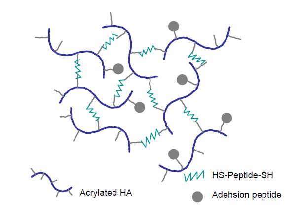 HA-Peptide hydrogel system