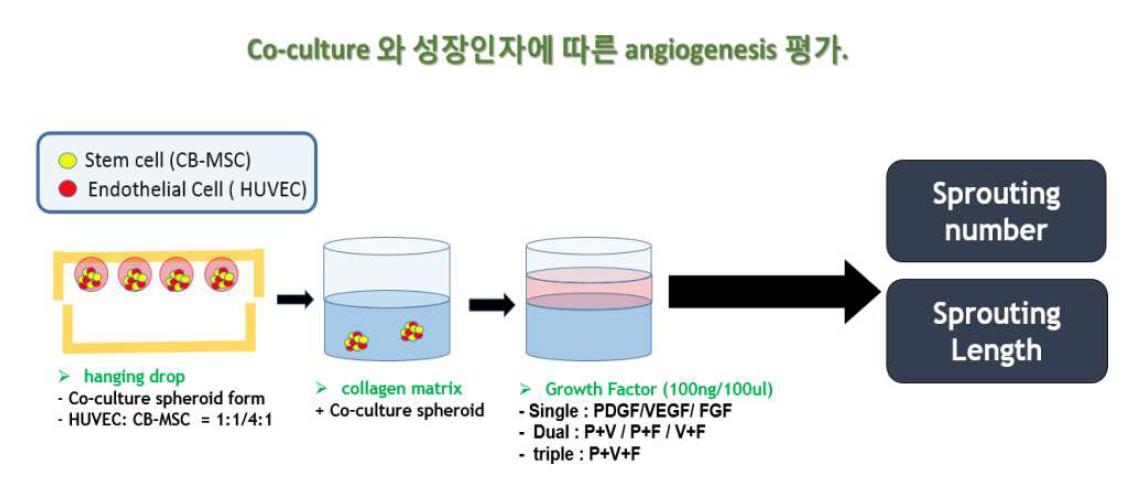 Sprouting assay를 위한 모식도